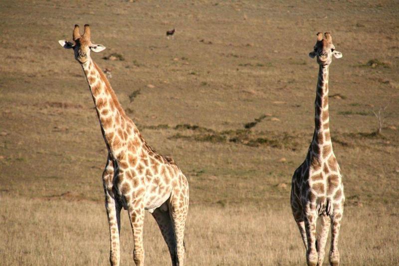 Fotos del hotel Kwantu Lions View Villa:  7