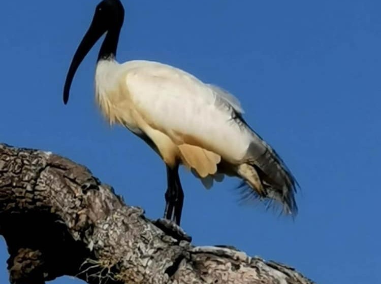 Fotos del hotel La Safari Inn Tissamaharama:  23