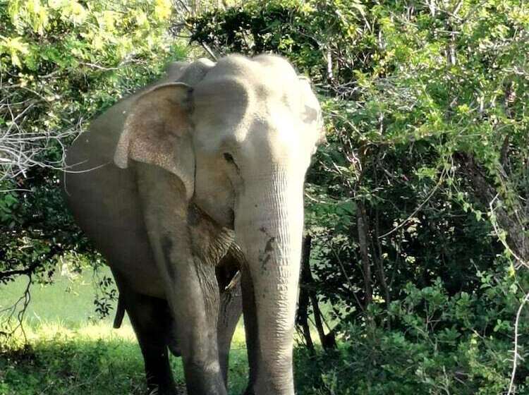 Fotos del hotel La Safari Inn Tissamaharama:  9