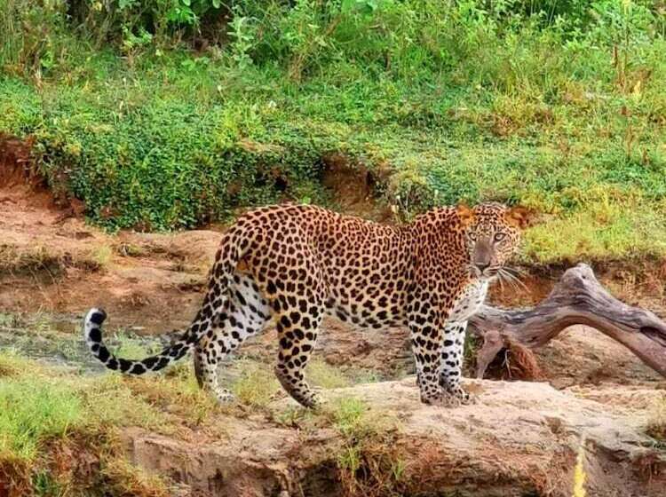 Fotos del hotel La Safari Inn Tissamaharama:  21