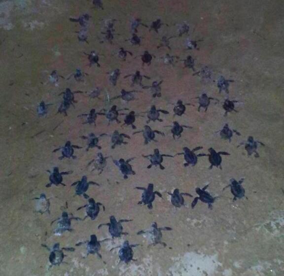 Fotos del hotel Weligama Bay Eco Villa:  24