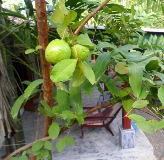 Fotos del hotel Weligama Bay Eco Villa:  16