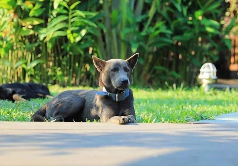 Fotos del hotel An Villa Hoi An:  16