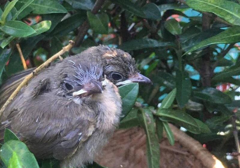 Fotos del hotel An Villa Hoi An:  3