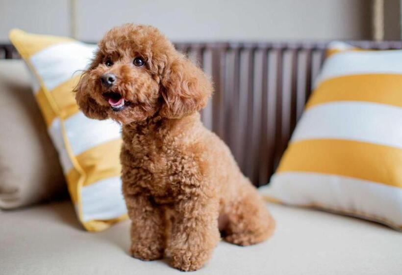 Fotos del hotel Hyatt Regency Chongming:  14