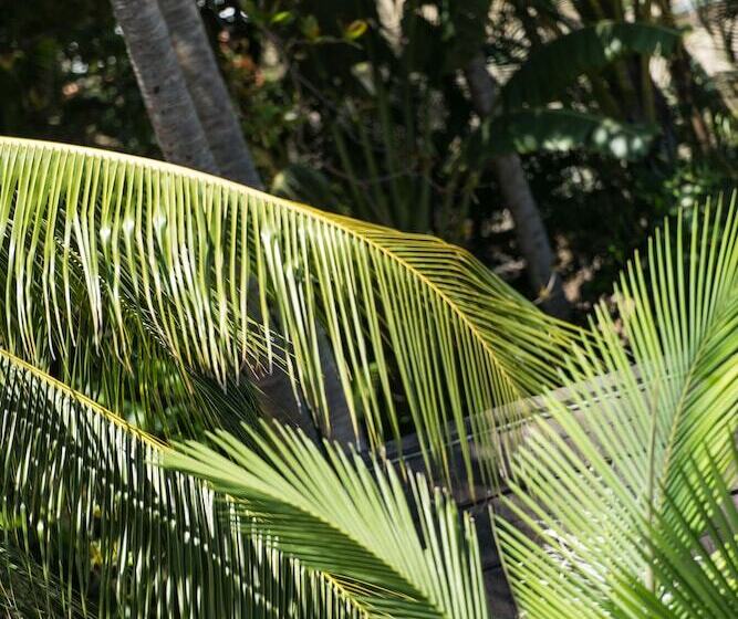 Fotos del hotel Heart  And Gallery Whitsundays:  13