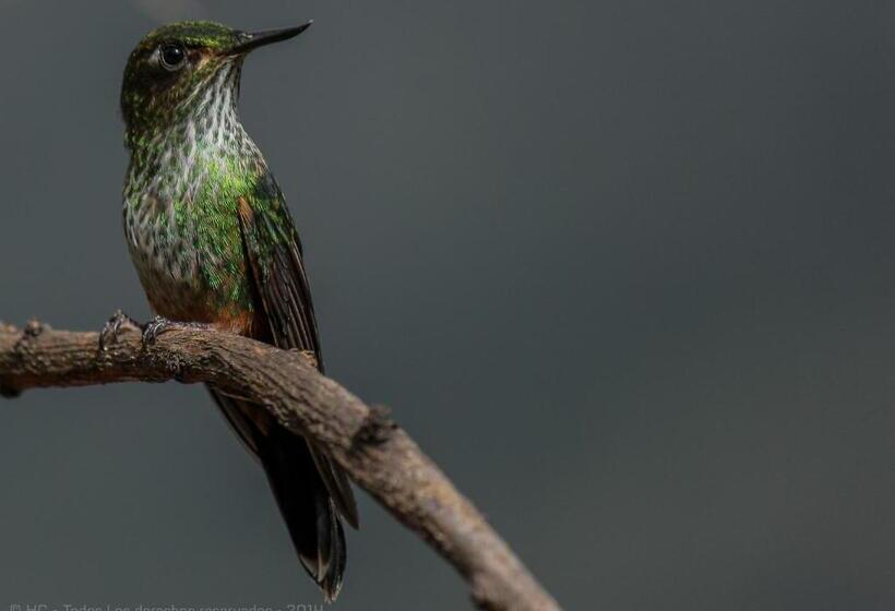 Fotos del hotel Termales Del Ruiz:  6