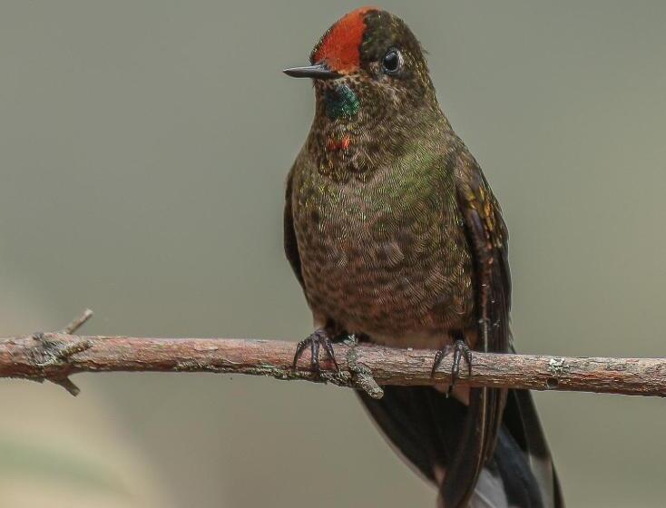 Fotos del hotel Termales Del Ruiz:  12