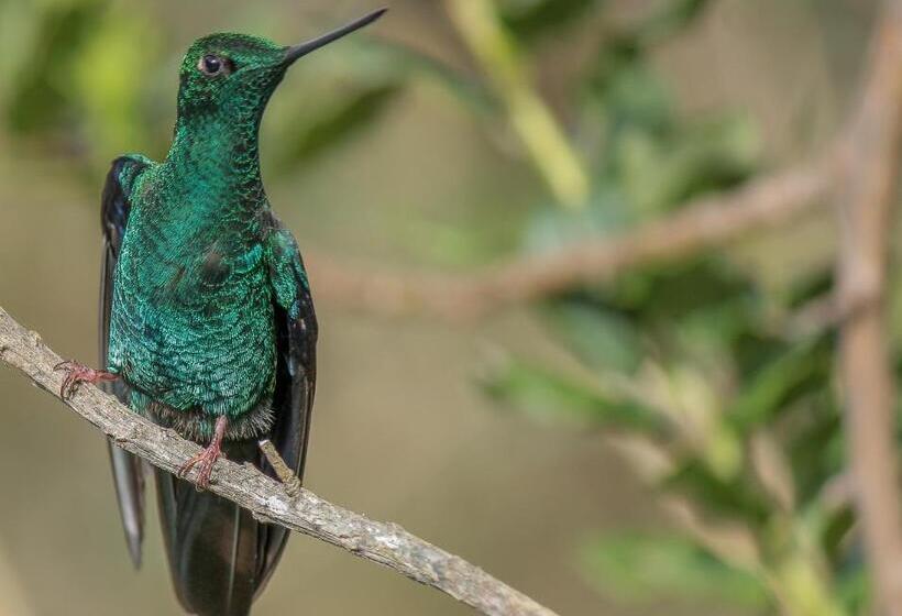 Fotos del hotel Termales Del Ruiz:  20