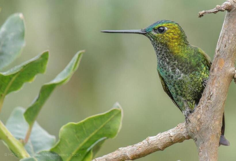 Fotos del hotel Termales Del Ruiz:  18