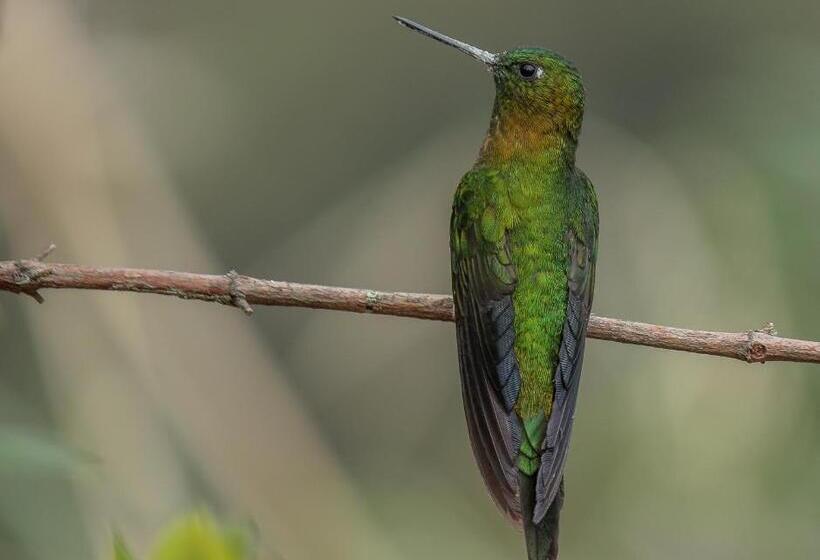 Fotos del hotel Termales Del Ruiz:  16