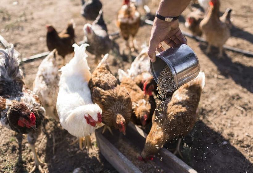 Fotos del hotel Sperveri Boutique:  7