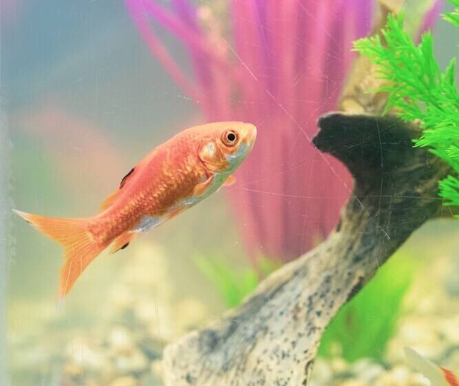 Fotos del hotel Burlamacco:  7