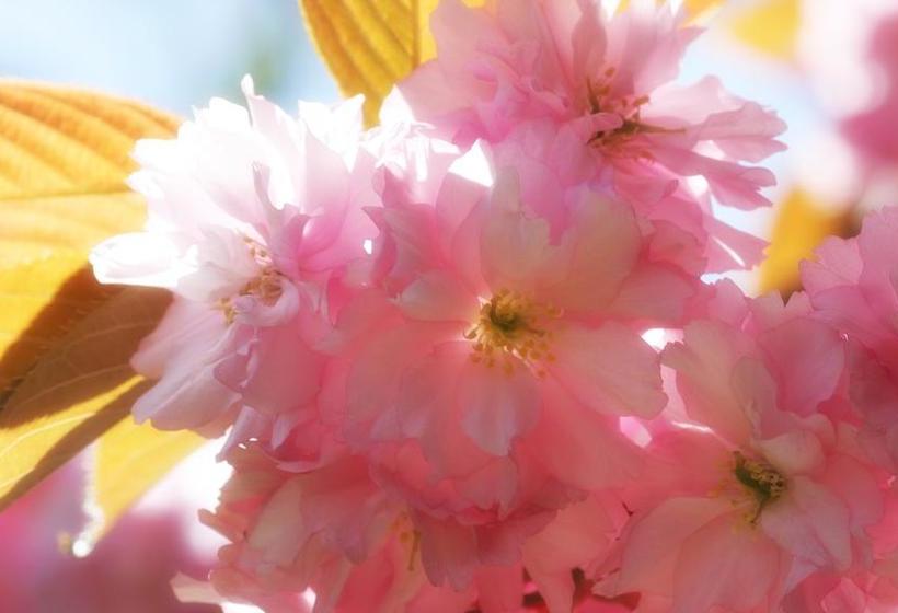 Fotos del hotel Mulvarra House:  3