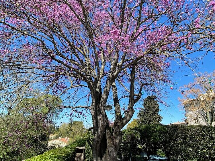 Fotos del hotel Hôtel Château De Palaja:  23