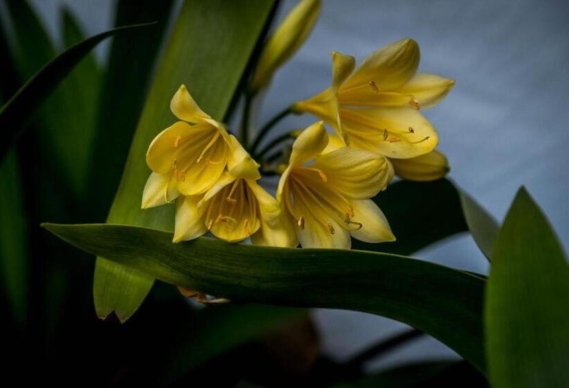 Fotos del hotel Hudson House:  6