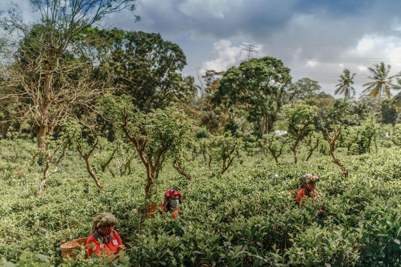 Fotos del hotel Weligama Bay Marriott Resort & Spa:  19