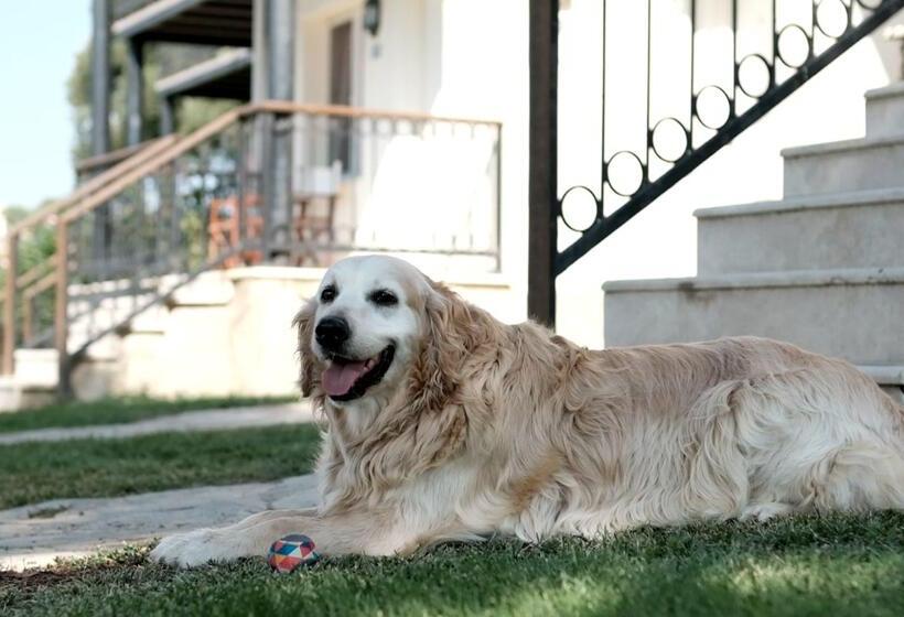 Fotos del hotel Maya Bistro  & Beach:  17