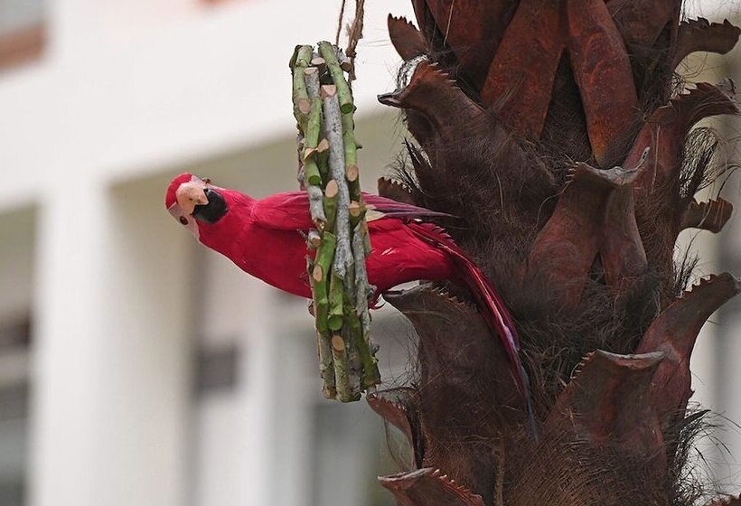 Fotos del hotel Mehood Lestie:  10