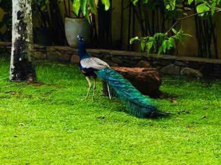 Fotos del hotel Hiding Unawatuna:  18