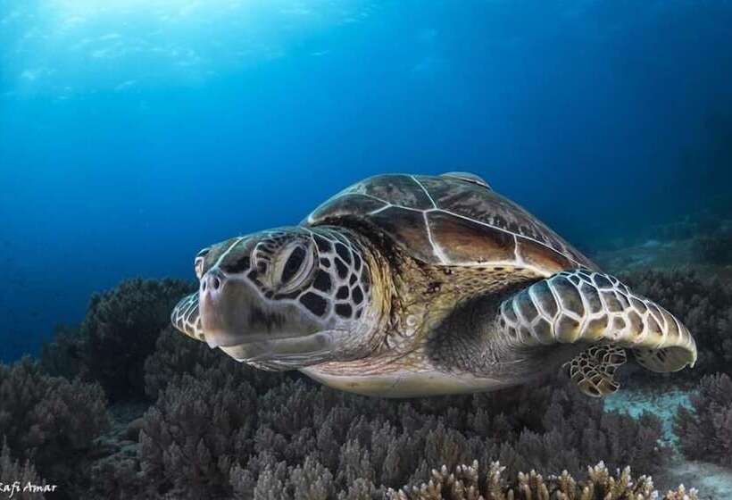 Fotos del hotel Isla Hayahay Beach Resort And Restaurant:  19