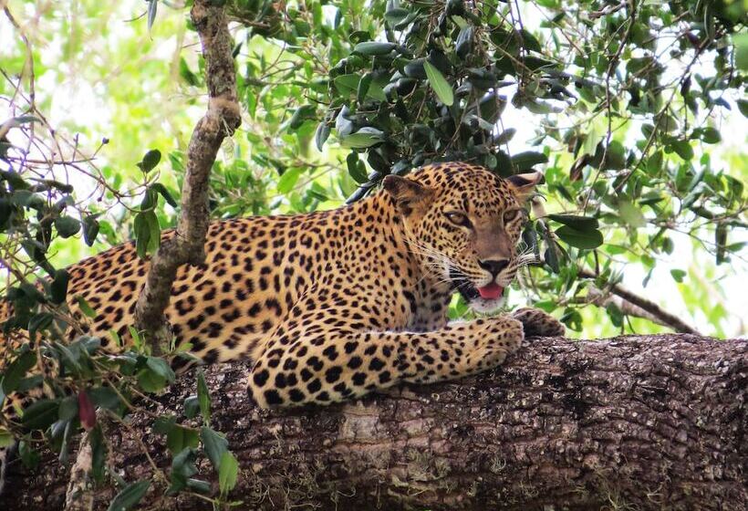 Fotos del hotel Mahoorayala By Eco Team:  19