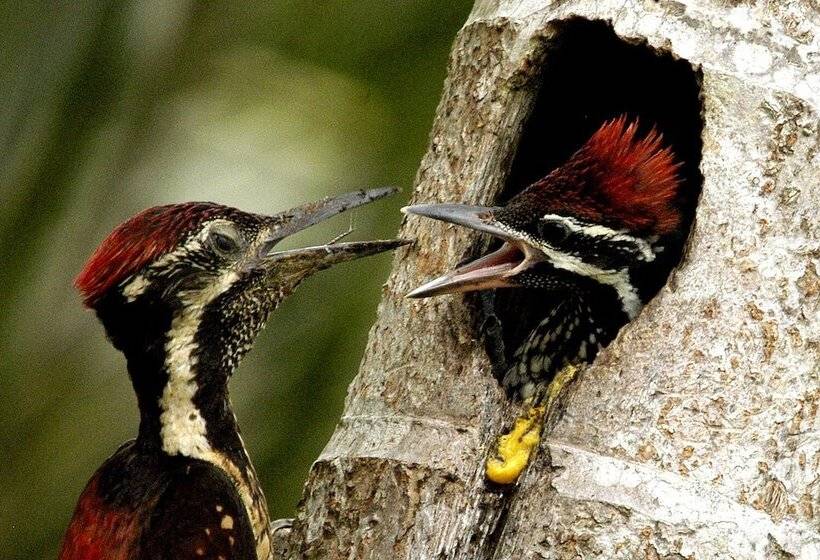 Fotos del hotel Mahoorayala By Eco Team:  16