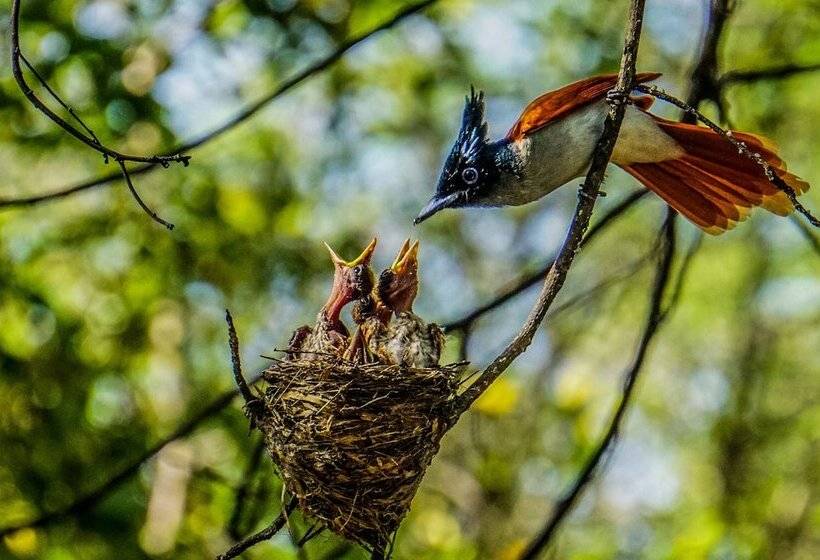 Fotos del hotel Mahoorayala By Eco Team:  14