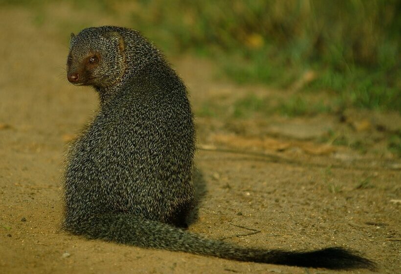 Fotos del hotel Mahoorayala By Eco Team:  8