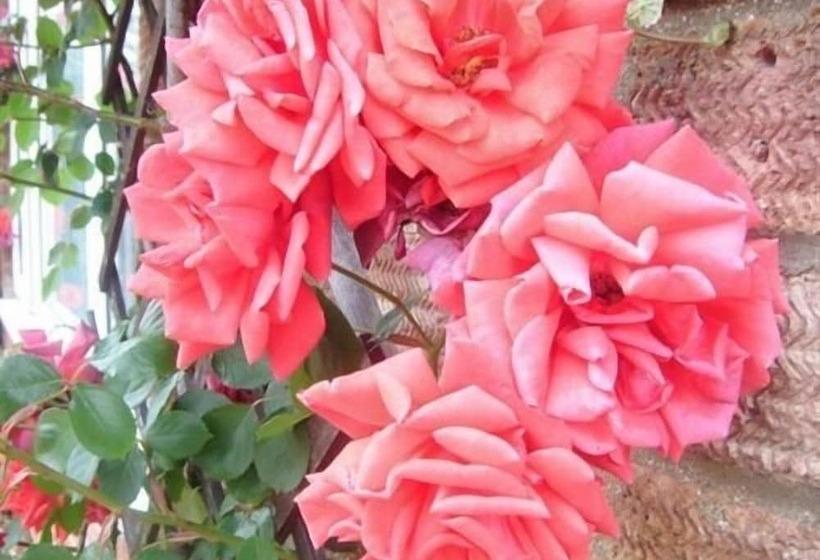 Fotos del hotel Rosa's Bed And Breakfast:  3