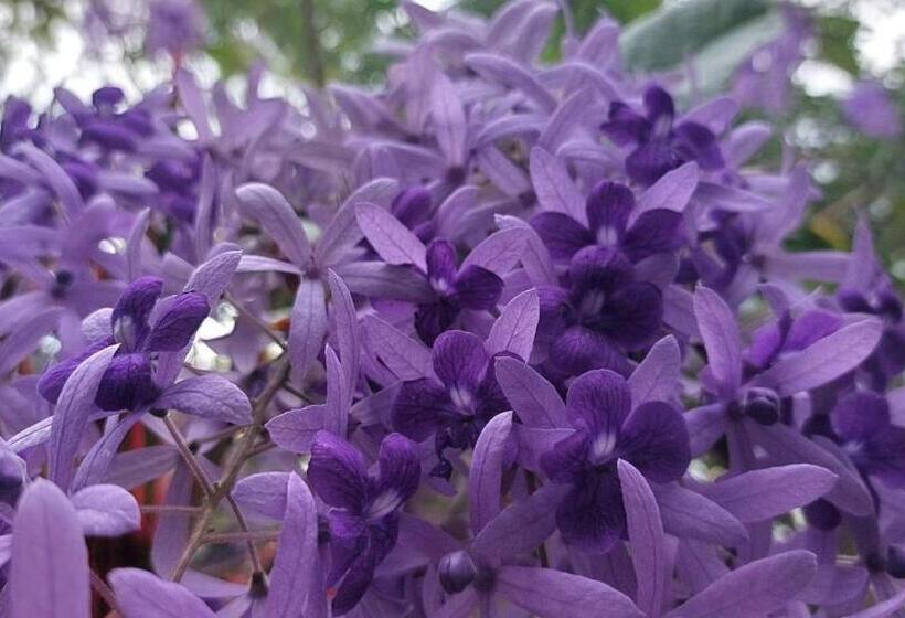 Fotos del hotel Serenity Resort Koh Chang:  4