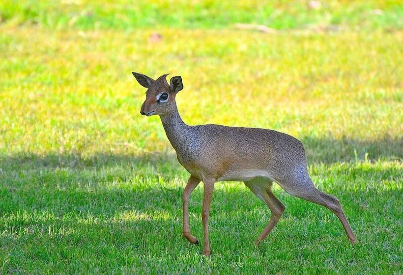 Fotos del hotel Arumeru River Lodge:  8