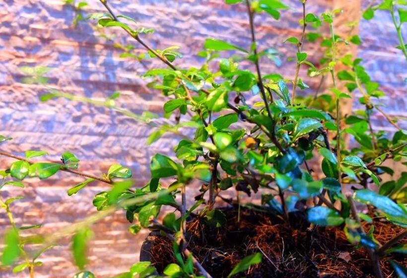 Fotos del hotel Cloud Nine Lodge:  6