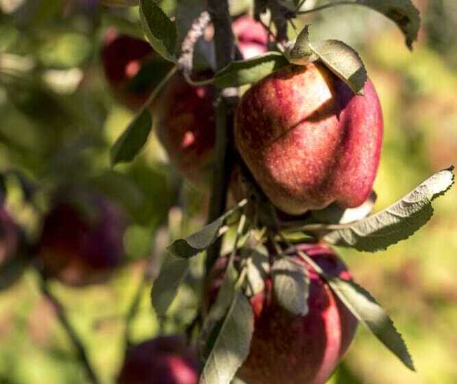 Fotos del hotel Equs Posada De Campo:  6