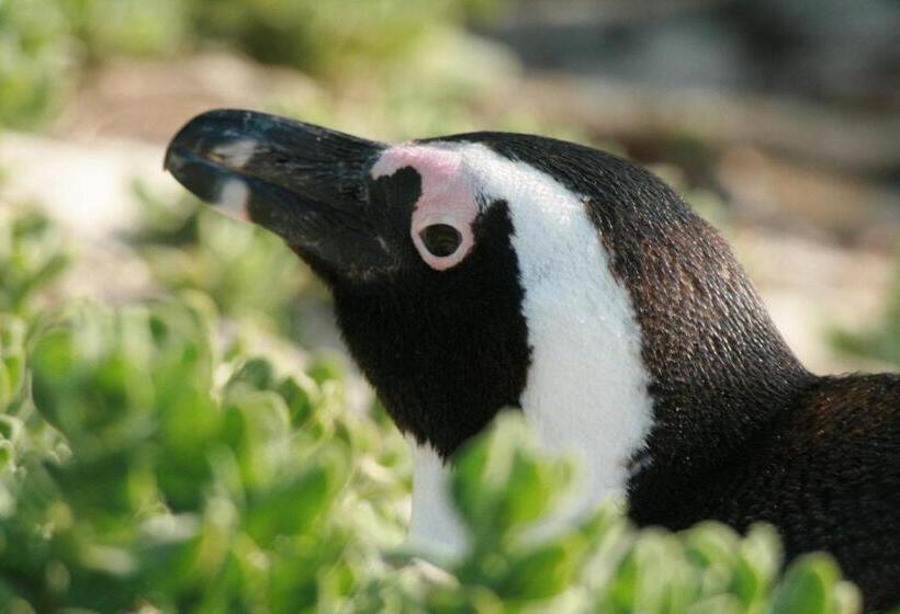 Fotos del hotel Simon's Town Guest House:  6