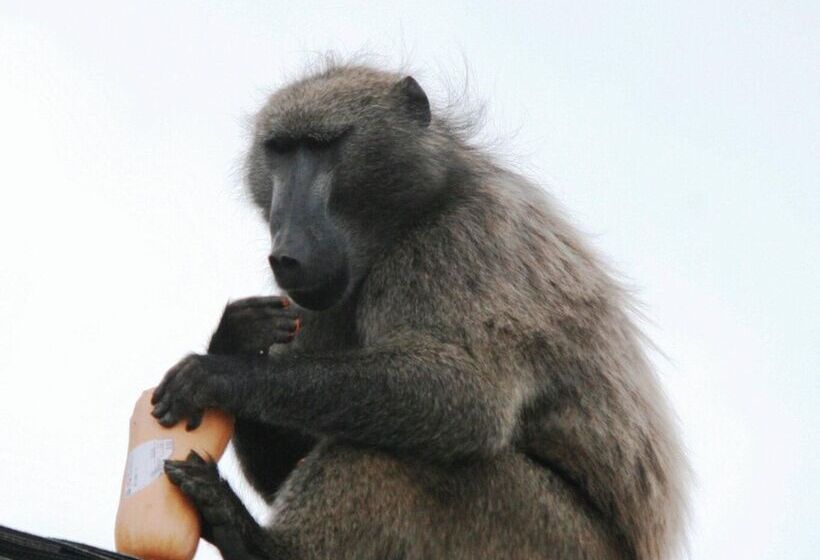 Fotos del hotel Simon's Town Guest House:  11