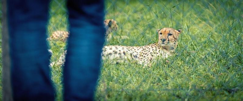 Fotos del hotel Acacia Premier:  10