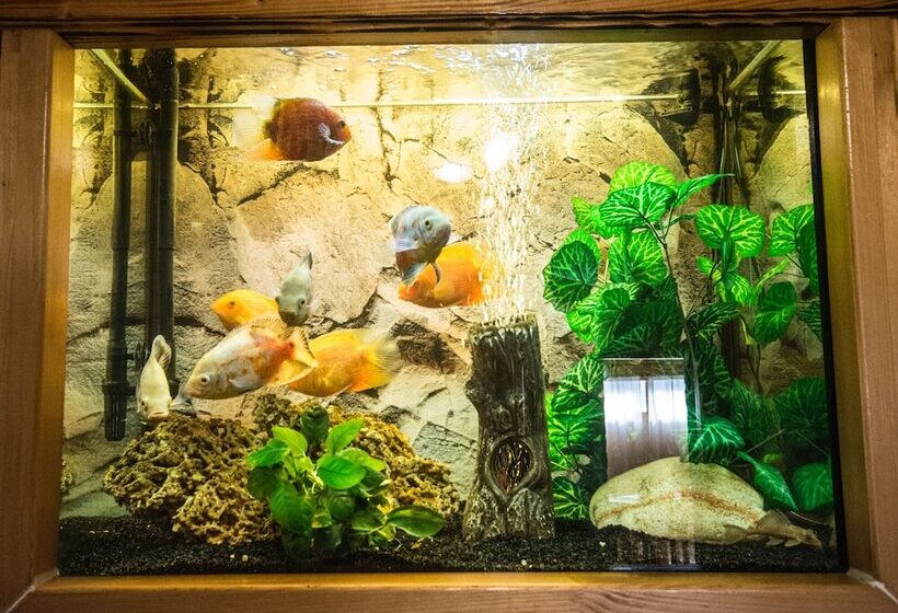 Fotos del hotel Taurus:  7