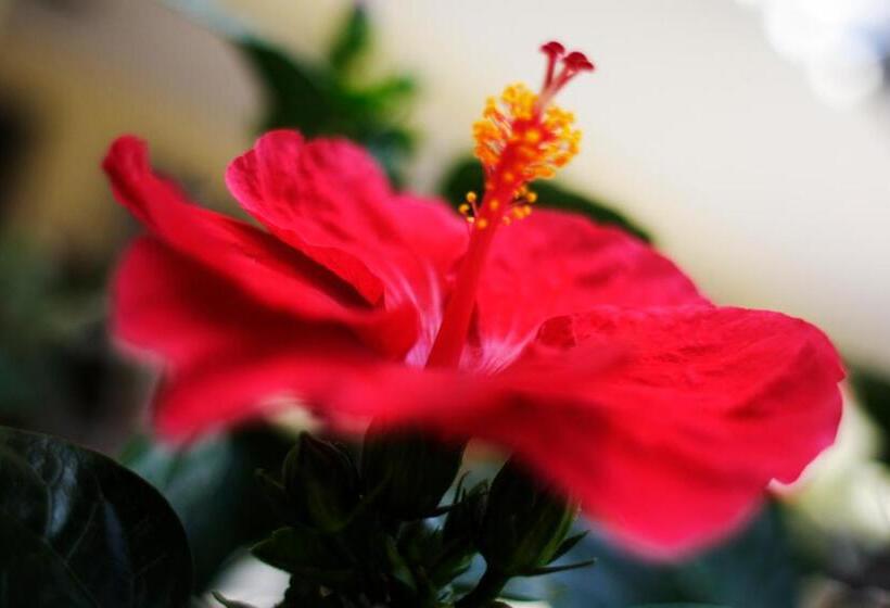 Fotos del hotel Devon Rooms & Breakfast:  15