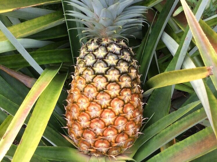 Fotos del hotel Casa Kiwi:  7