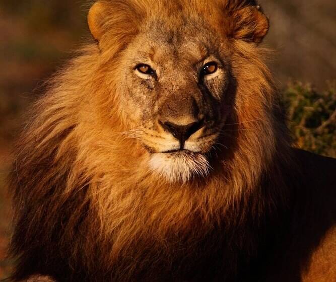 Fotos del hotel Mantis Founders Lodge:  16