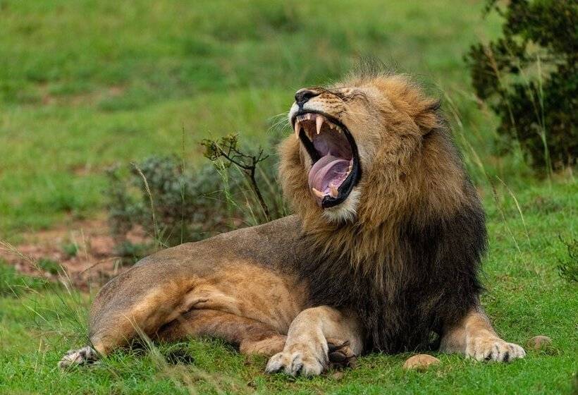 Fotos del hotel Mantis Founders Lodge:  10