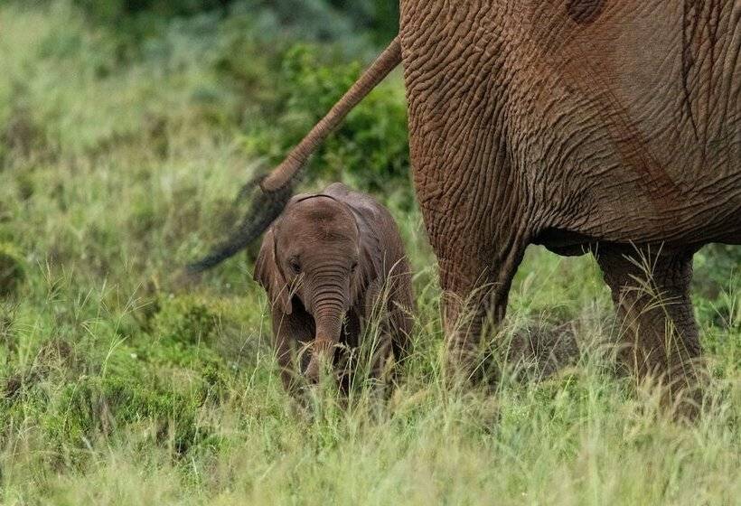 Fotos del hotel Mantis Founders Lodge:  6