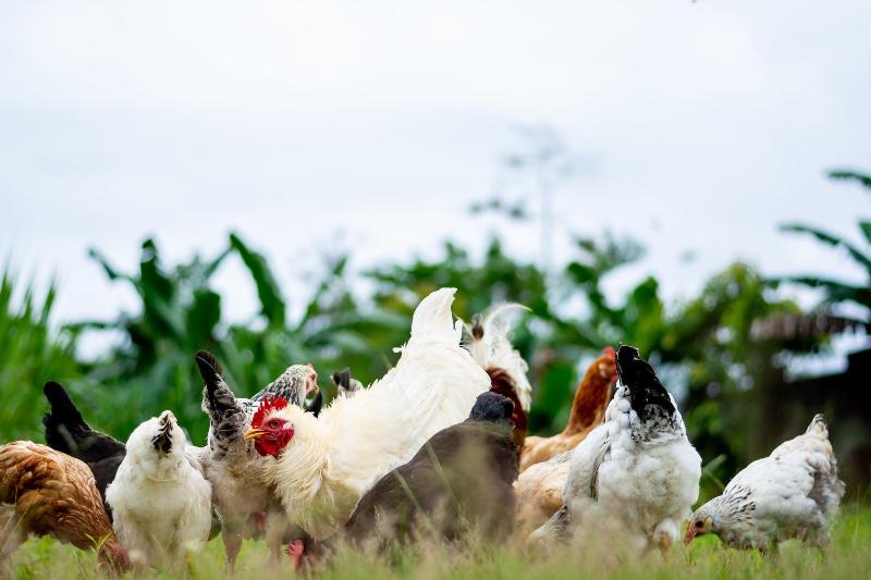 Fotos del hotel Aunty Arenal Lodge:  15