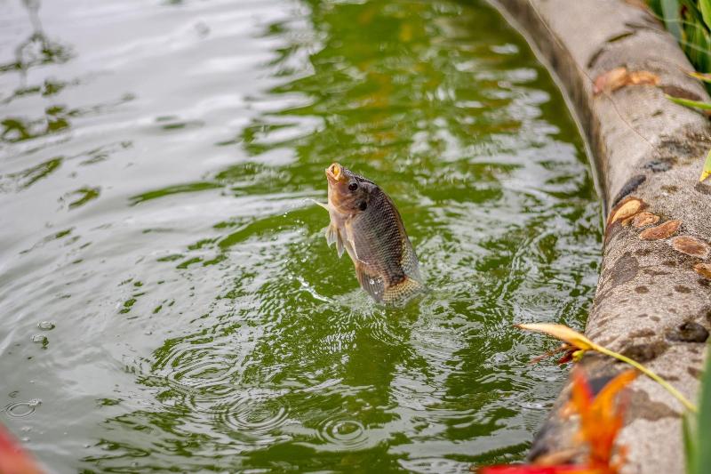 Fotos del hotel Aunty Arenal Lodge:  12