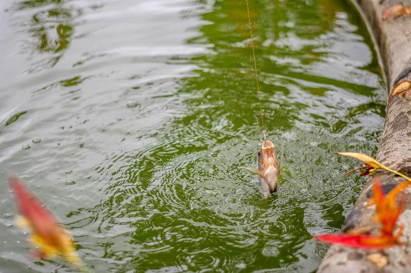 Fotos del hotel Aunty Arenal Lodge:  9