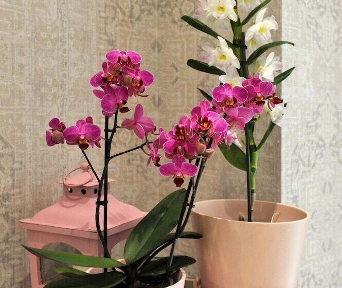 Fotos del hotel Bajamonti 5 Luxury Rooms:  13