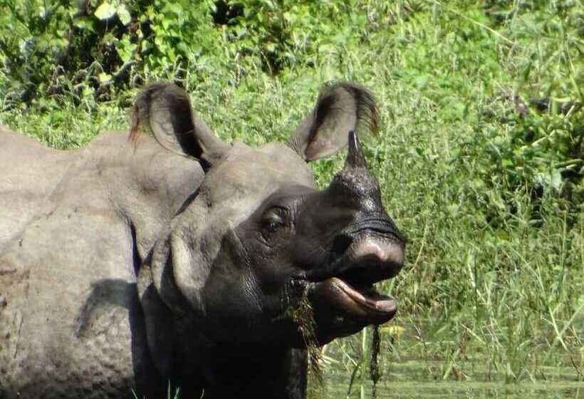 Fotos del hotel Tharu 20for7 Holiday House:  15