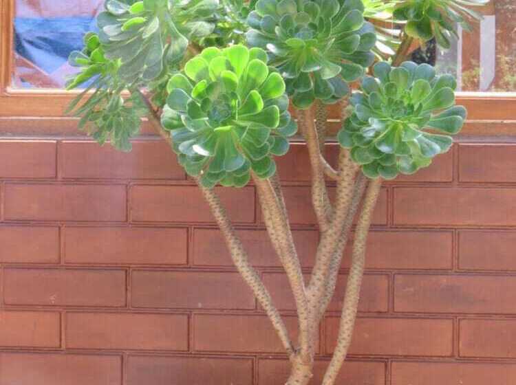 Fotos del hotel Carnation Rest:  8