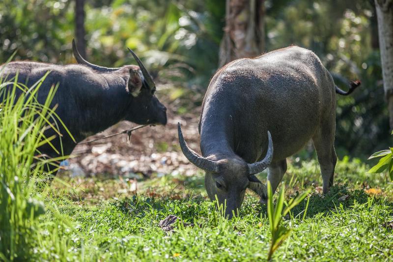 Fotos del hotel Fisherman Way Beach Villa:  6